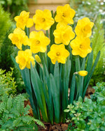 10 Camelot Large Cupped Daffodil Bulbs for Planting - Stunning Color and Large Blooms
