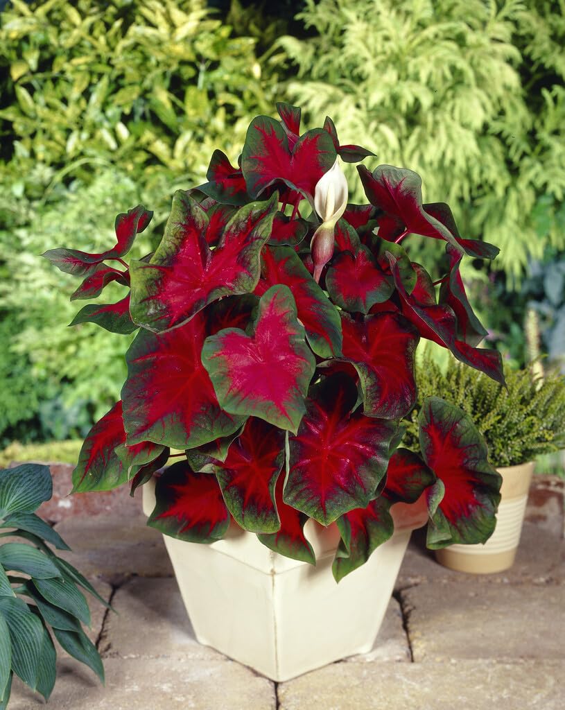 6 Florida Cardinal Caladium Bulbs for Planting - Fancy Caladium Bulbs - Easy & Fast Growing Indoor or Outdoor Plants