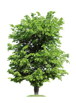 Winged Elm Tree Seedlings for Planting - No Ship to California