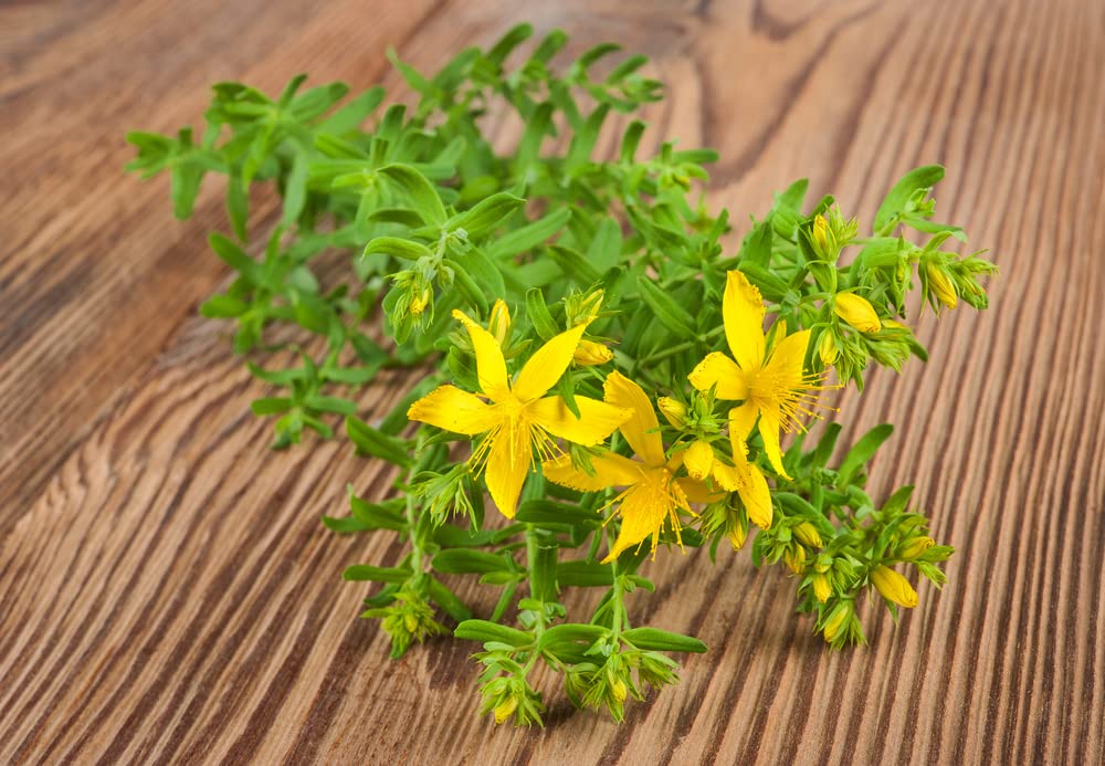 St John Wort Herb Seeds for Planting (500 Seeds) - Hypericum perforatum