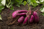 2 Purple Sweet Potato Slips for Planting - Grow Your Own Purple Sweet Potatos