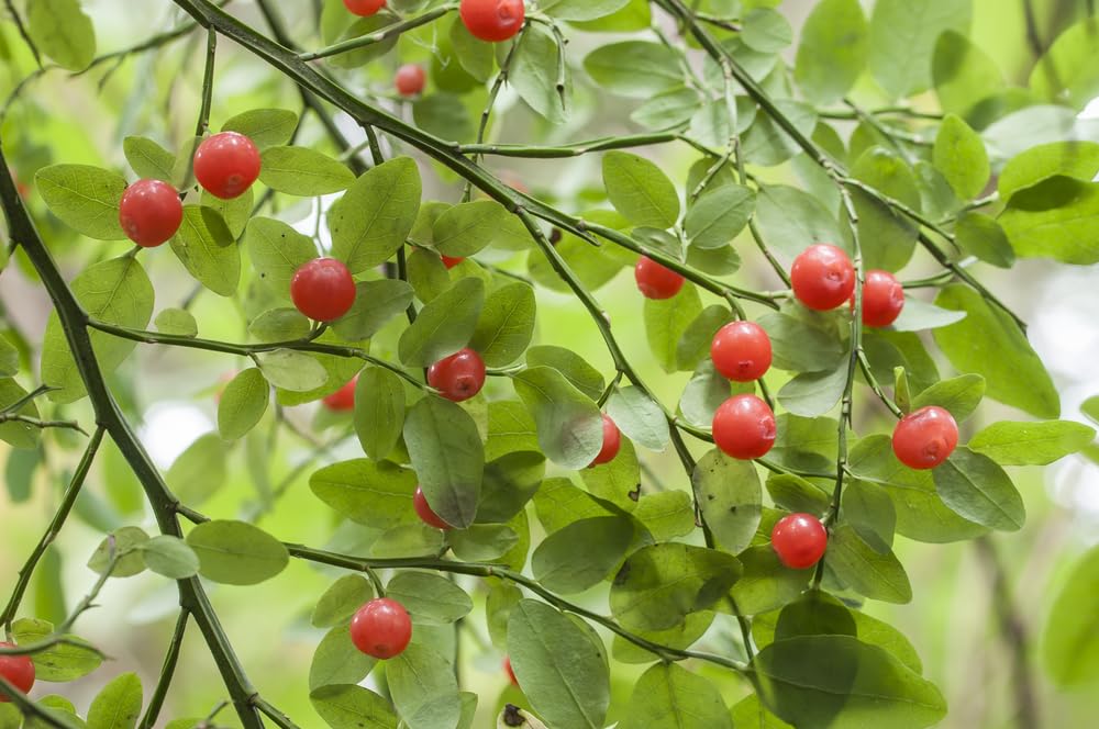 Red Huckleberry Seeds for Planting (30 Seeds) - Vaccinium parvifolium - Non-GMO Fruit Seeds