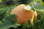 Big Max Pumpkin Seeds | 20 Seeds | Prized for Being Giant and Symmetrical, Great for Jack-O-Lanterns