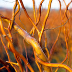 Kelli's Curly Corkscrew Trees - 8 Tree Cuttings to Grow - Grow 8 Amazing Curly Willow Trees. Made in USA, Ships from Iowa.