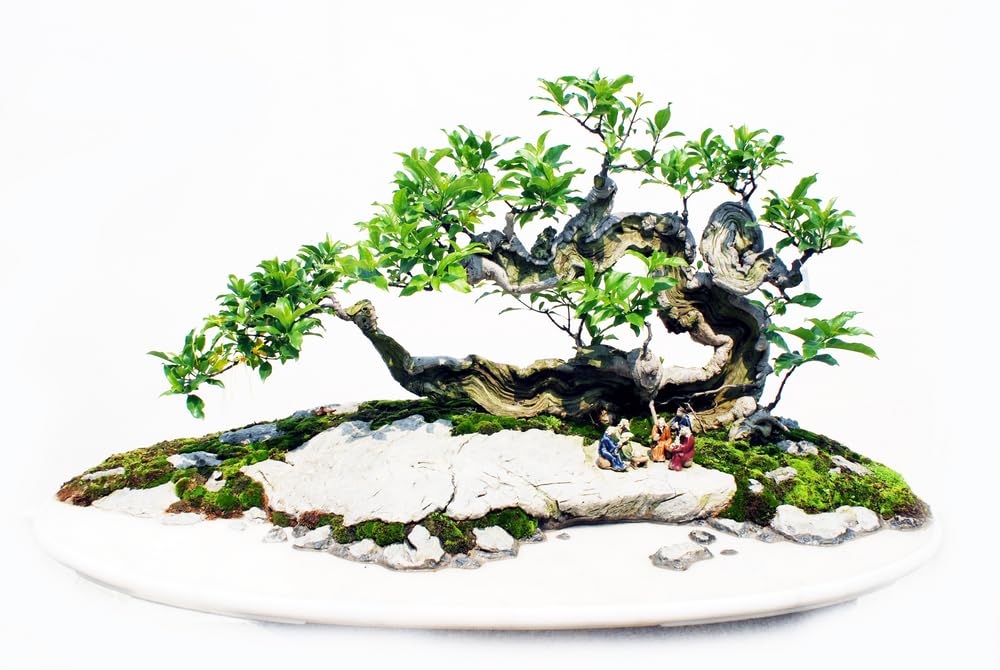 Sacred Fig Bonsai Tree Seeds - 30 Seeds - Ficus Religiosa, Sacred Ficus Tree Seeds Ships from Iowa, Made in USA