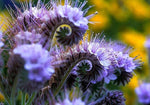 Lacy Phacelia Wildflower Seeds - 250 Seeds - Easy to Grow