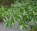 10 Willow Oak Tree Seeds for Planting - Quercus phellos