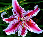 (3) Fragrant & Beautiful Flowering Stargazer Oriental Lily Bulbs, SeedsBulbsPlants&More