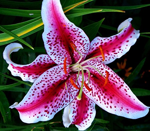 (3) Fragrant & Beautiful Flowering Stargazer Oriental Lily Bulbs, SeedsBulbsPlants&More