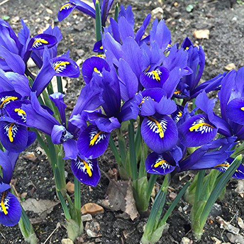 Dwarf Iris Reticulata,Flower Bulbs,fragrant, Blue or yellow