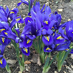 Dark Blue Rockgarden Iris 20 Bulbs - reticulata - 5/6 cm …
