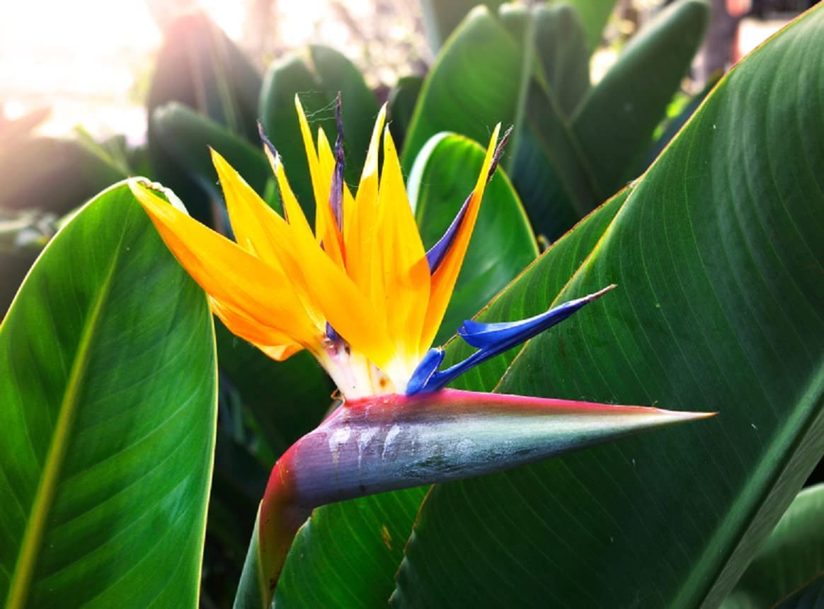 Yellow Bird of Paradise Flower Seeds - 5 Seeds to Grow - Great Indoor Tropical Plant or Bonsai - Strelitzia Reginae