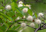Button Bush Live Tree Seedlings for Planting - Grow Live Tree Plants - No Ship to California (Buttonbush)