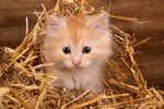 CZ Grain Feral Cat, Kitten Winter Rescue Kit - Warm Wheat Straw Bedding - 2 Pounds Wheat Straw + Kitty Treats