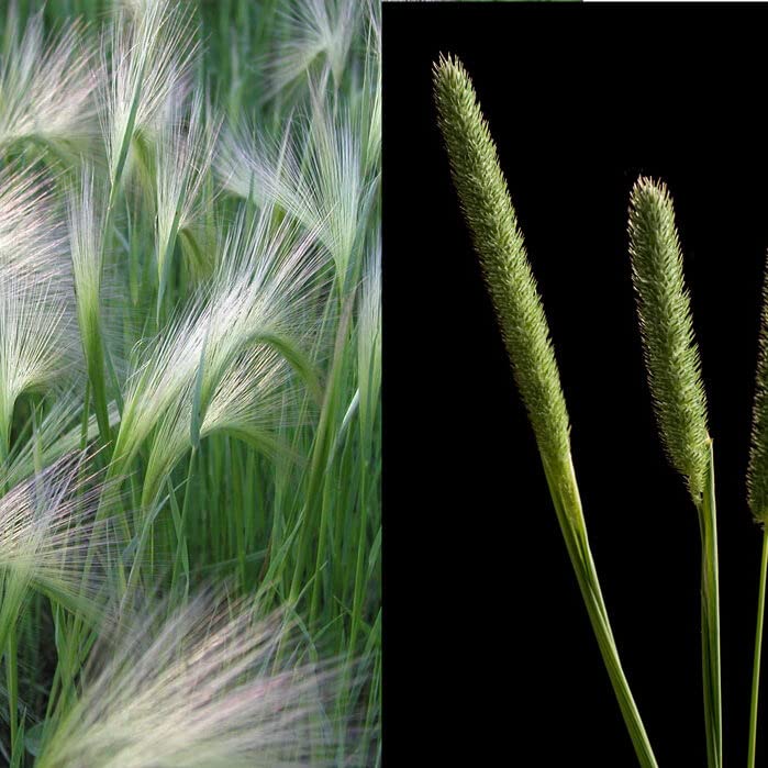 250+ Creeping Meadow Foxtail - Great for Landscaping or Meadow Land - Alopecurus arundinaceus