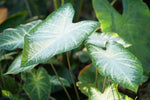 Aaron Caladium Bulbs for Planting - Perennial Hosta, Elephant Ears, Fancy