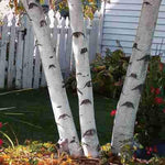 White Paper Birch Tree Seeds for Planting | 100+ Seeds | Highly Prized for Bonsai, Paper Birch Tree - 100+Seeds