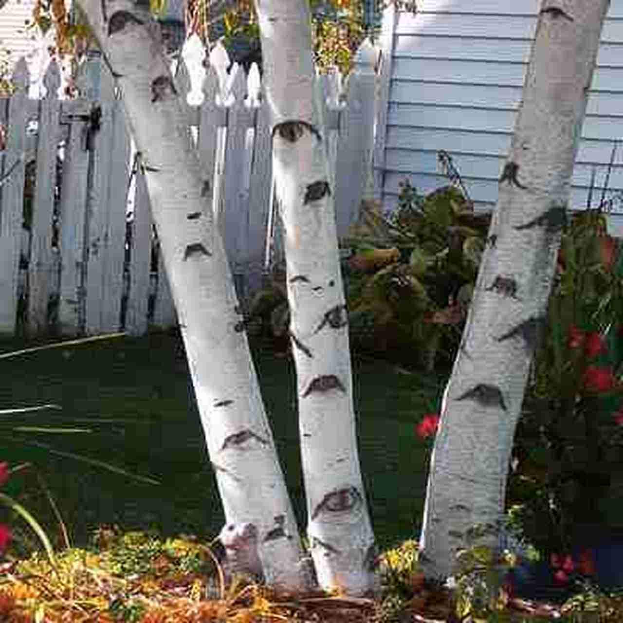 White Paper Birch Tree Seeds for Planting | 100+ Seeds | Highly Prized for Bonsai, Paper Birch Tree - 100+Seeds