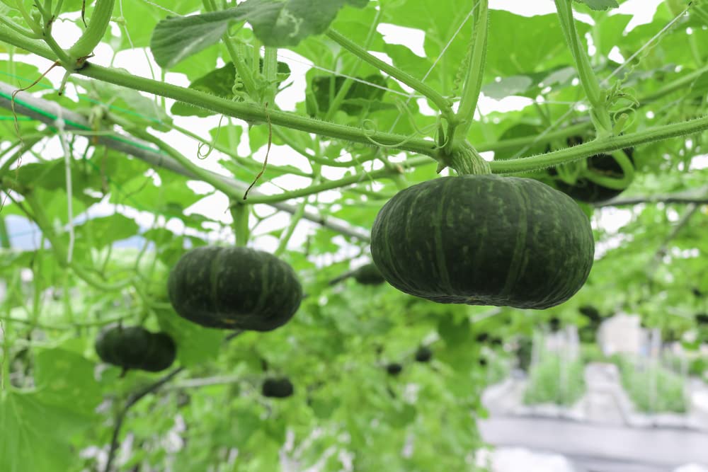 Pumpkin Seeds for Planting (Black Kat) | 10 Seeds | Easy to Grow, Made in USA