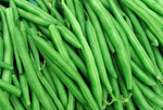 String Bean Bush Blue Lake | 50+ Seeds + | Made in USA. Non-GMO, Heirloom Seeds, Grow your Own Food | Vegetable Seeds for Planting