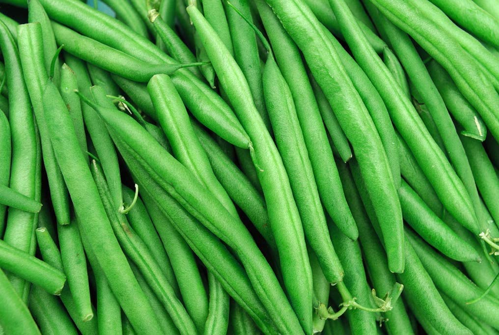 String Bean Bush Blue Lake | 50+ Seeds + | Made in USA. Non-GMO, Heirloom Seeds, Grow your Own Food | Vegetable Seeds for Planting
