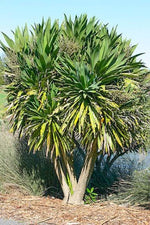 Three Kings Cabbage Tree Seeds for Planting (30 Seeds) - Cordyline banksii