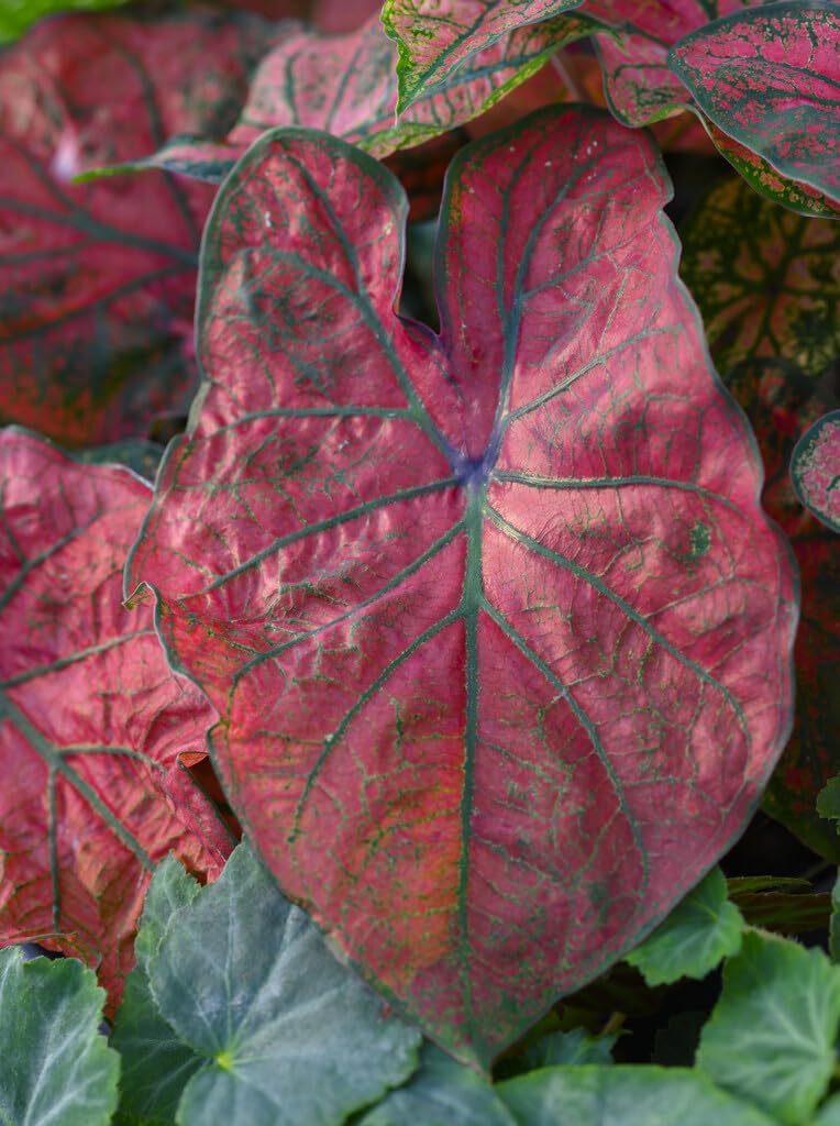 10 Festiva Caladium Bulbs for Planting - Perennial Hosta, Elephant Ears, Fancy (10 Bulbs)