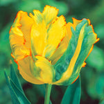 10 Golden Parrot Tulip Bulbs for Planting - Easy to Grow - Ships from Iowa