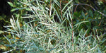 Coyote Willow Shrub Cuttings for Planting - Sandbar Willow - Easy to Grow, Great for Erosion Control or Privacy