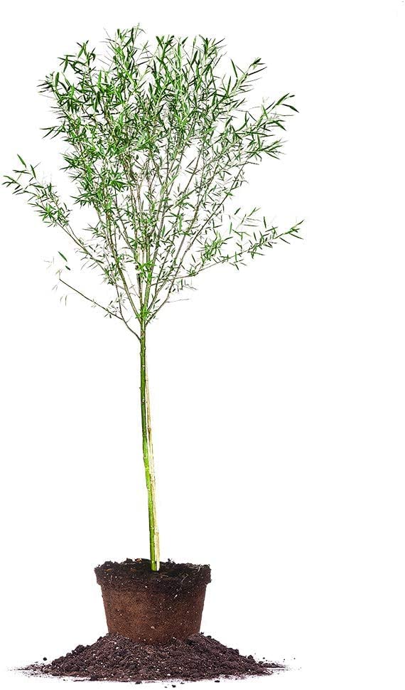 One 4-5 Foot Tall Weeping Willow Tree in a Grow Pot - Ready to Plant - Live Plant - Beautiful Arching Canopy