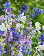 Caribbeangardenseed Spanish Bluebells,HYACINTHOIDES HISPANICA (10 Mixed Bulbs) A.K.A Wood Hyacinth