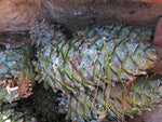 Armand Pine Seeds for Planting (30 Seeds) - David's Pine, Chinese White Pine Pinus armandii