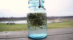 Make Willow Water - Natures Rooting Hormone - Get 25+ Thin Willow Cuttings - Root Most Any Plant!