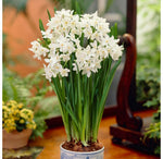 10 Ziva Paperwhites 13-15cm- Indoor Narcissus: Narcissus Tazetta: Nice, Healthy Bulbs for Holiday Forcing!!