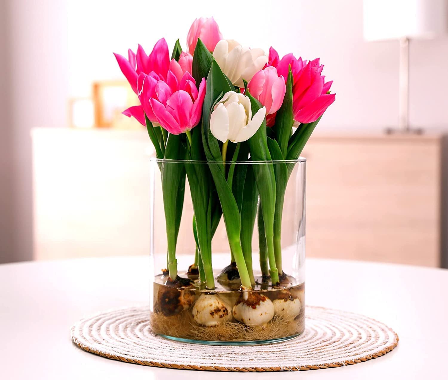 Pre-Chilled Tulip Bulbs for Forcing - Grow Indoors in Just Water - Mixed Color - Easy to Grow - Vase Not Included - Prechilled Indoor Bulbs