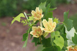 Tulip Poplar Tree Seedlings for Planting - No Ship to California