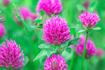 Red Clover Seed - 500+ Seeds - Great from Food Plot, Cover Crop, Pasture Mix - Perennial Red Clover
