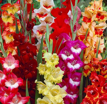 USA Made and Shipped from, Large Bulbs (5) Fresh, New, Large Flowering Mixed Colors Gladiolus Bulbs, Plants, Flowers, Flowering Perennials,Sword Lily, Gladioli-SeedsBulbsPlants&More