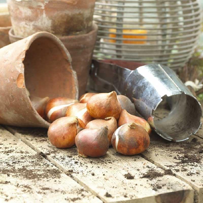 Eden Brothers Tulip Bulbs - Landscaper Mix Non-GMO Bulbs for Planting, 100 Bulbs | Low-Maintenance Flower Bulbs, Plant During Fall Season, Zones 3, 4, 5, 6, 7, 8