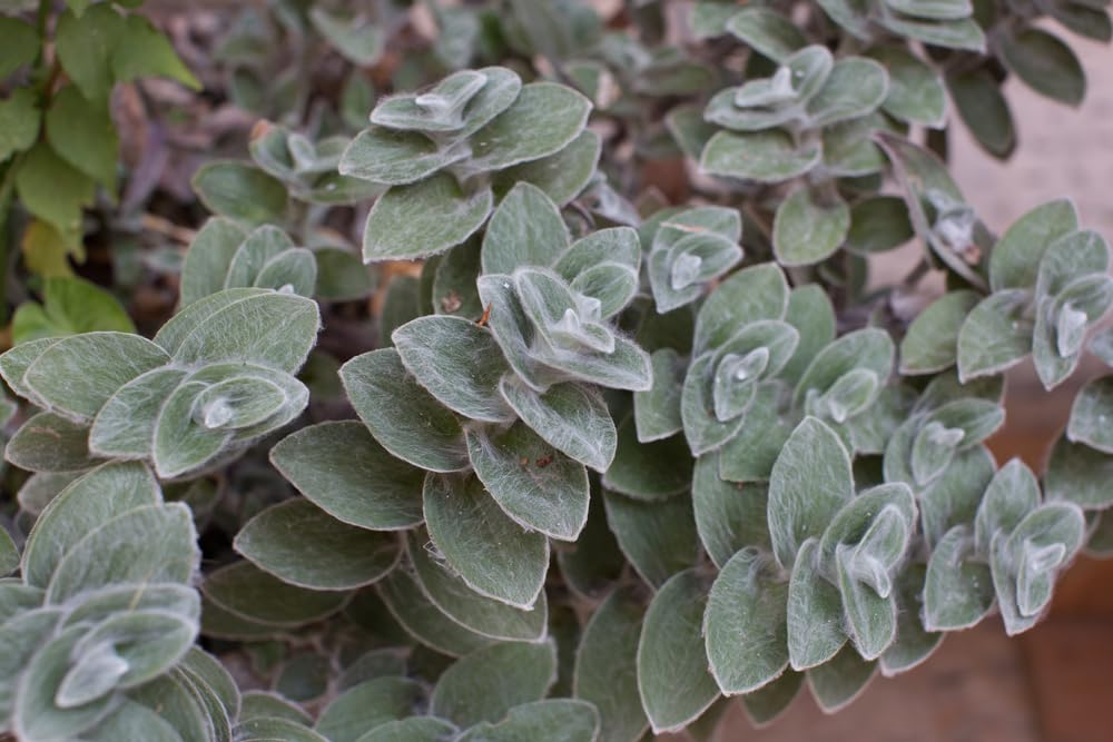 4 White Velvet Wandering Jew Cuttings to Grow - Tradescantia Sillamontana, Cobweb Spiderwort