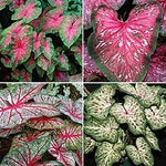 Caladium Tropical Mix,(6 Bulbs) Thrives in Heat and Humidity