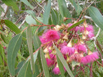 Large Fruited Gum Seeds for Planting (30 Seeds) - Eucalyptus leucoxylon