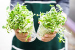 Sunflower Sprouts Seeds (200 Seeds) Grow Tasty and Delicious Sprouts in Just Water