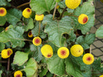 Toothache Plant Seeds to Grow - 300+ Seeds of This Exotic Wonder