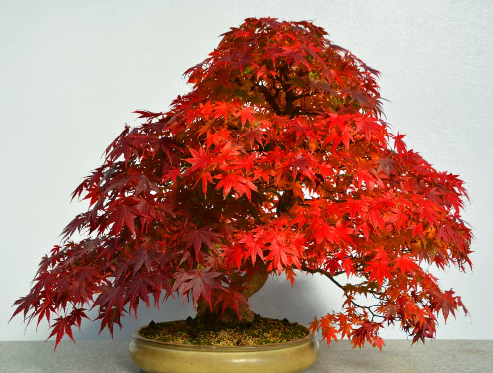 40 Red Maple Bonsai Tree Seeds - Made in USA, Ships from Iowa