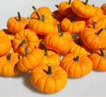 Jill be Little Pumpkin Seeds for Planting (10 Seeds)
