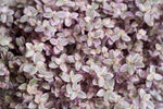10 Pink Lady Succulent Plant Cuttings (Unrooted) - Callisia Repens - 4-6 Inches Long