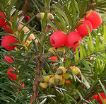 10 English Yew Tree Seeds - Taxus baccata