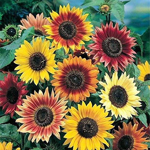Autumn Beauty Sunflower Seeds for Planting | 100+ Seeds | Vibrant Fall Colors, Stunning to See in The Fall Season | Made in USA. Ships from Iowa