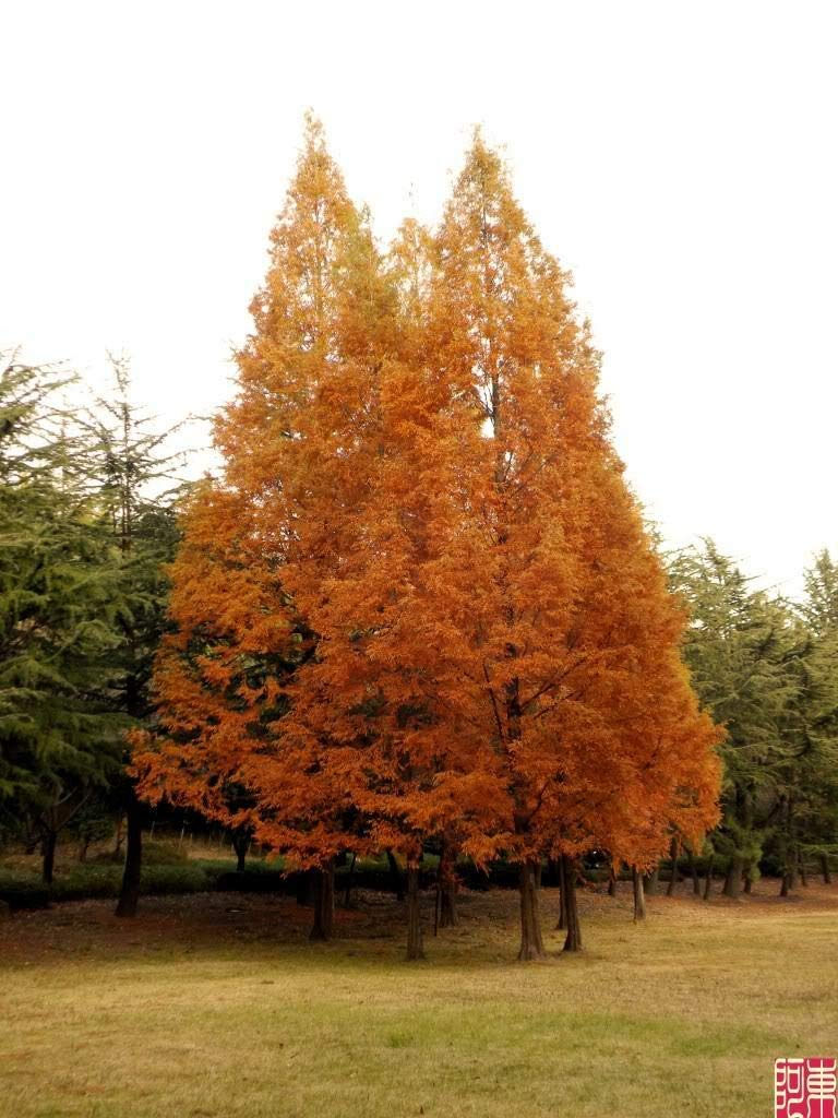Dawn Redwood Tree Metasequoia jocad (20 Seeds)